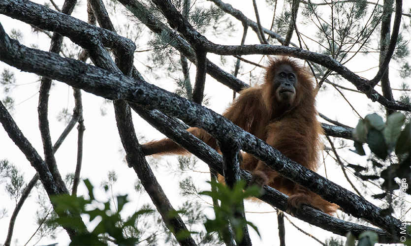 Image of a Tapanuli orangutan in a tree