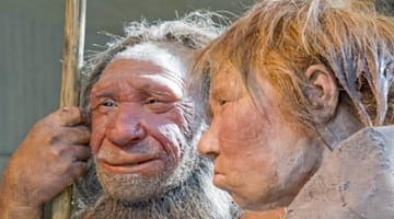 Neanderthals did not bury dead with flowers - research
